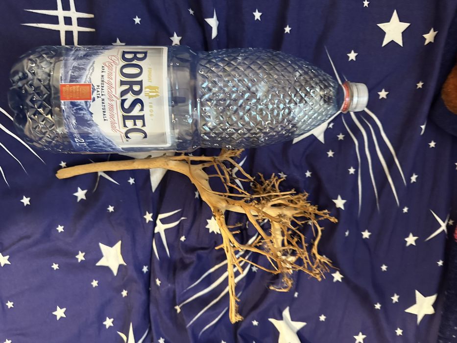 Bonsai acvaristica acvariu