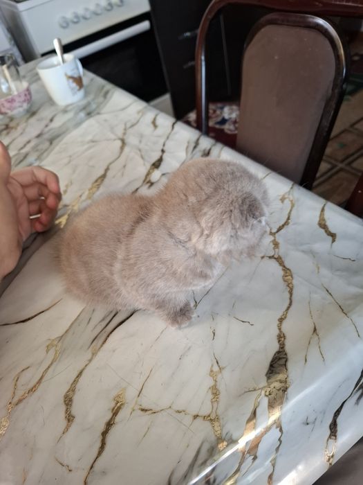 Британская светло-серая кошка девочка