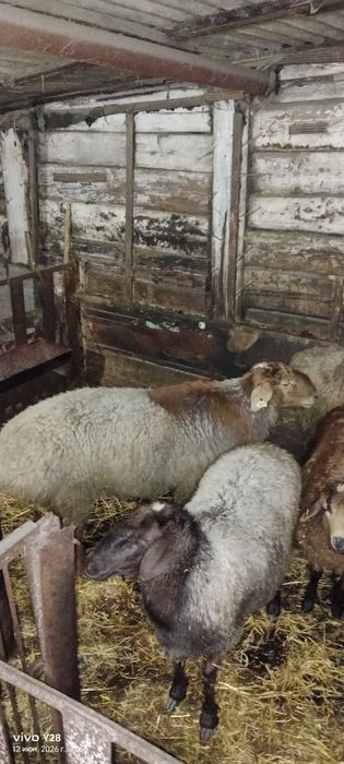 Продам или обмен Баран на племя