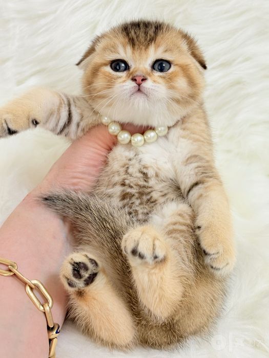 Продам котят золотая шиншилла