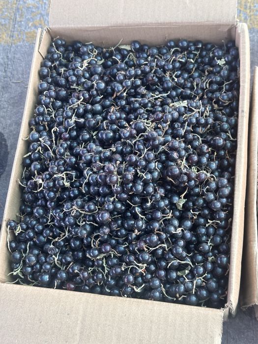 Облепиха | Симародина