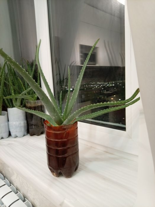 Комнатные растения алоэ вера