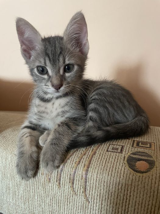 Donez doi motani si 3 pisici , de rasa cu ochii verzi