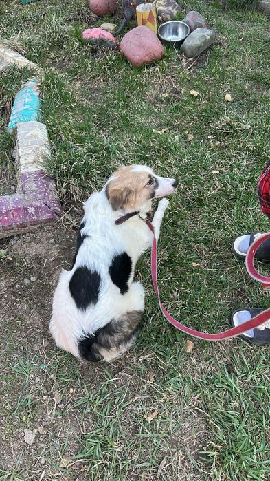 Очень добрые собачки