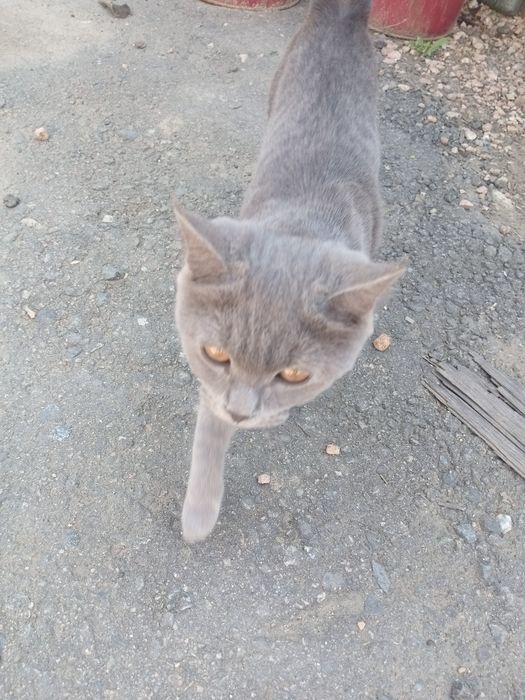 Нашли кошку, автогород