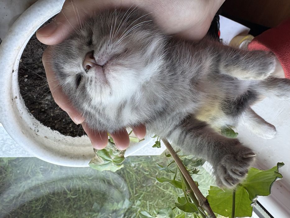 Бесплатно отдат кошек Алматы,Талгар