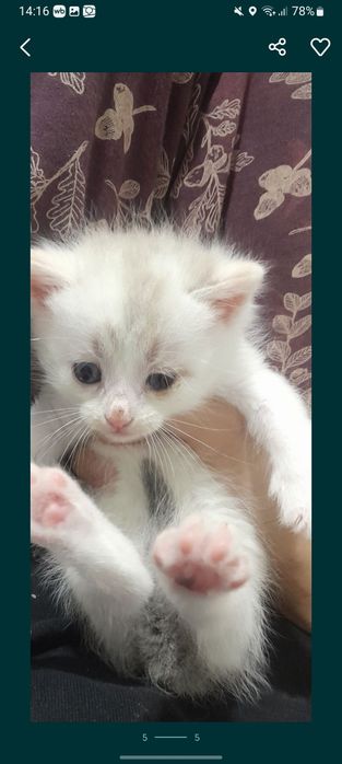 отдам котят в добрые руки