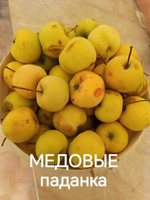 Продам дачные яблоки, вкусные.