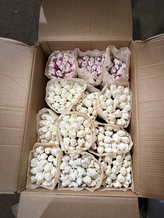 Пионы тюльпаны пионовидные