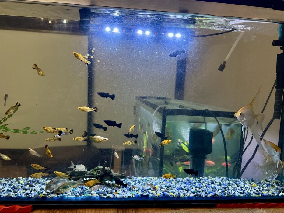 Продам моллинези