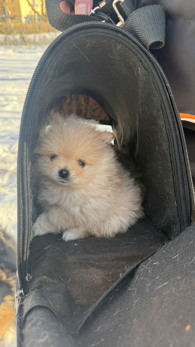 Срочно! Шпиц продается