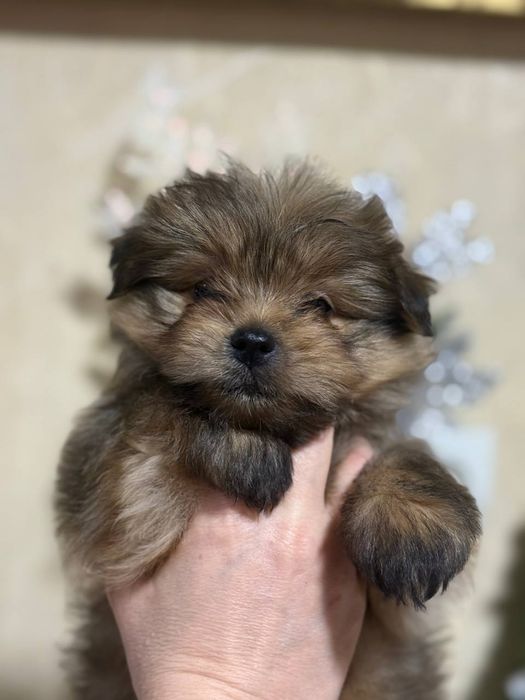 Продаются щенки шпиц помесь с ёркам! Два мальчика!