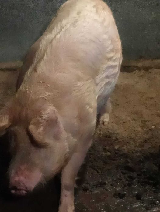 Продам кабана производителя