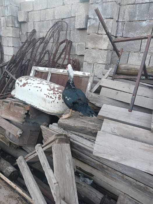 Индаутка самец молодой