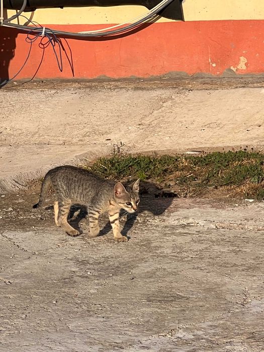 Pui de pisica spre adoptie
