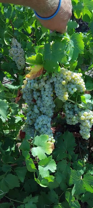 продавам грозде сорт мускат отонел