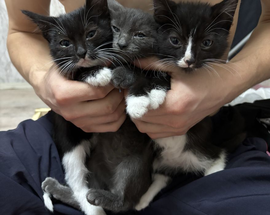 Котята ищут дом