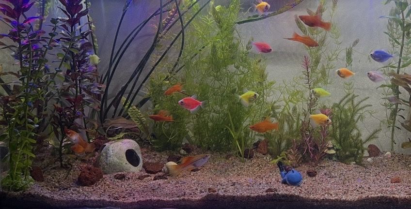 Тернеция продается