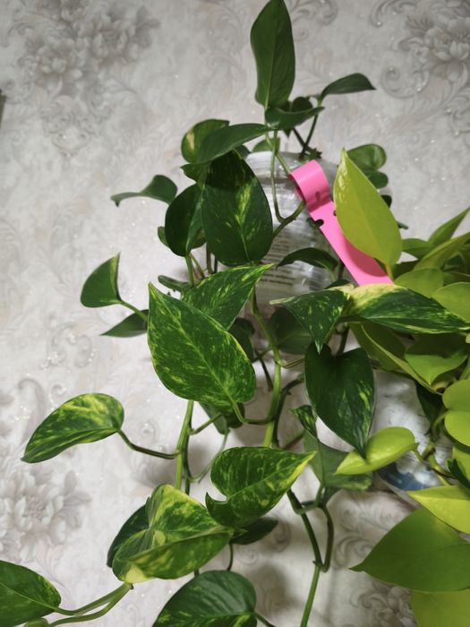 Цветы продам цветы