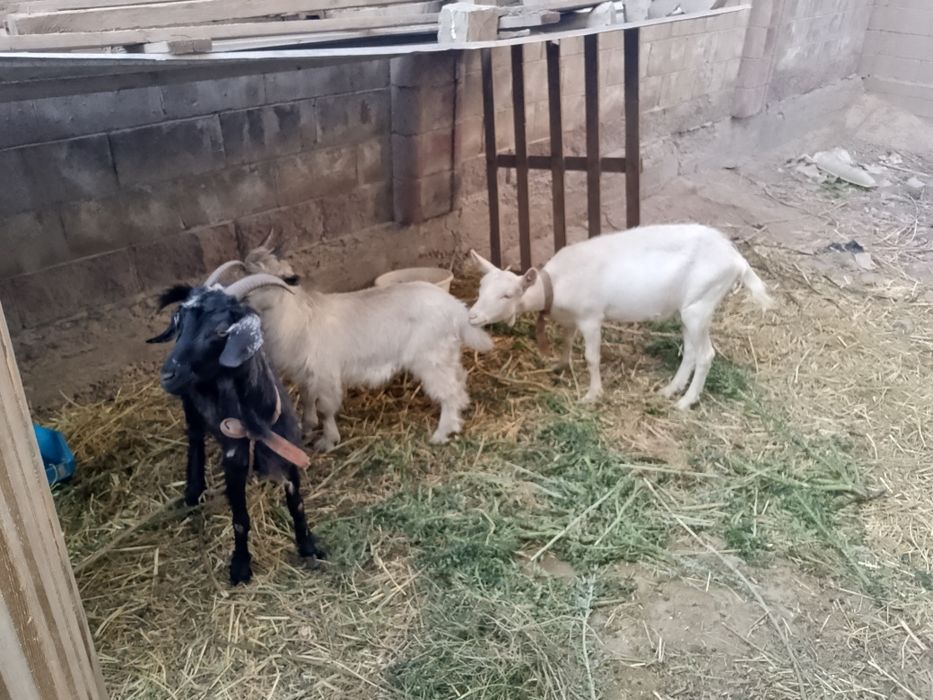 2ешкы 1лак сатылады