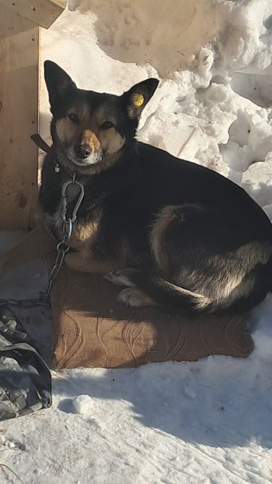 собака,трёхлапая потерялась