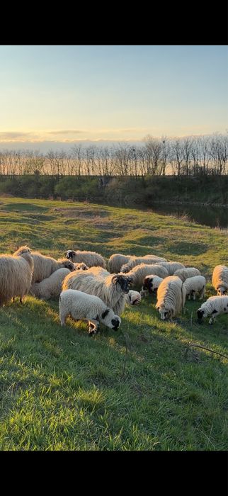Miei de calitate !!!