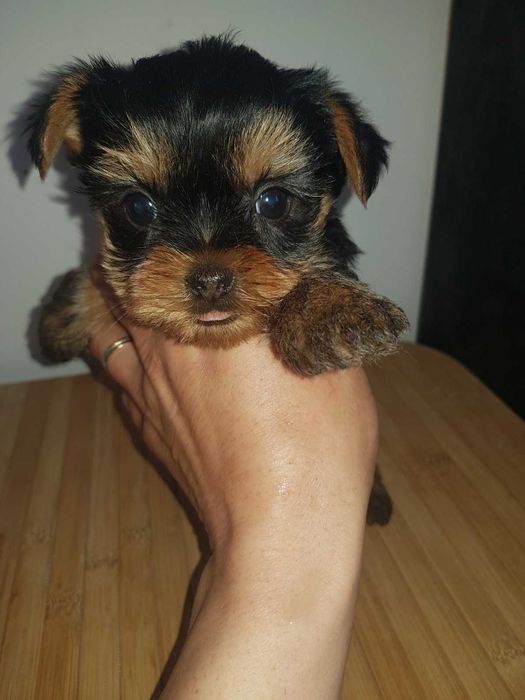 Йоркита сладки мъници