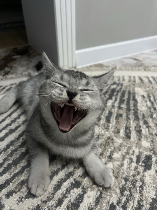 Ищем невесту, британку