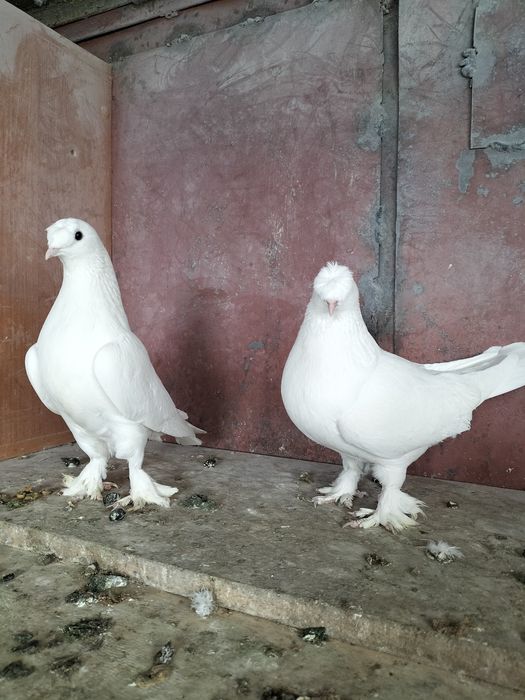 Голуби турецкие такла