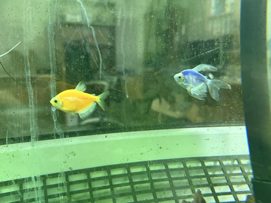 Аквариумные рыбки