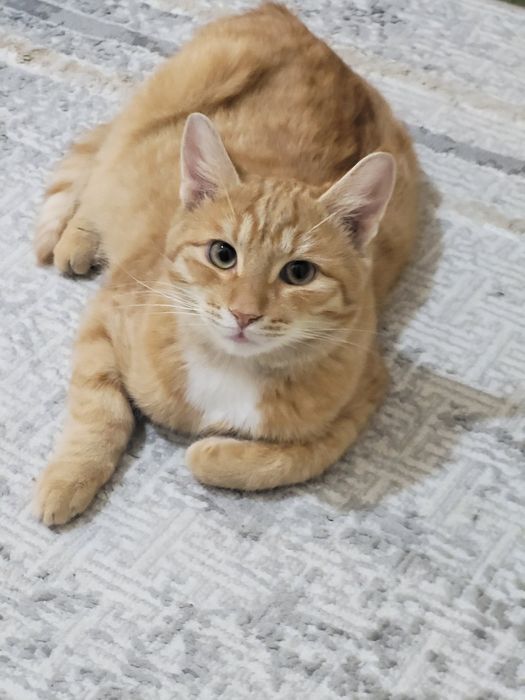 Кот ищет любящую семью