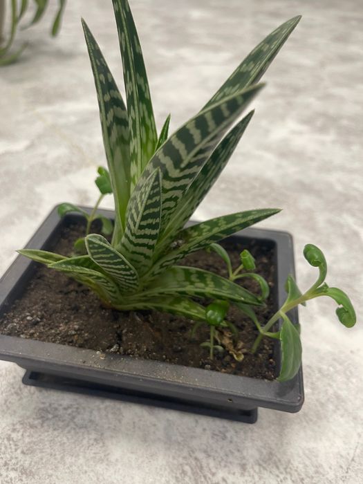 Комнатный цветок