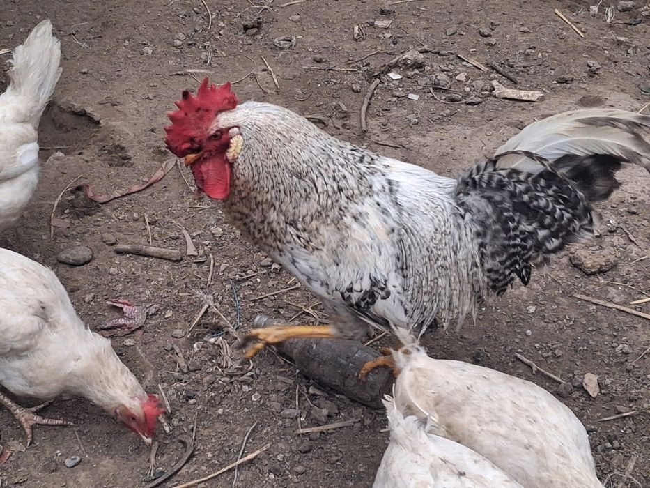 Жас Барковский Қораздар бар