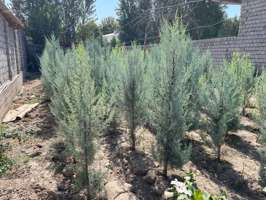 Аризонский кипарис