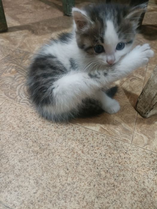 Дарю котенка крысылов