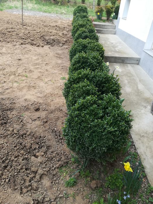 Продавам чемшири за красиви градини