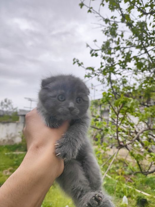 Срочно, Скотиш фолд 2 ойли