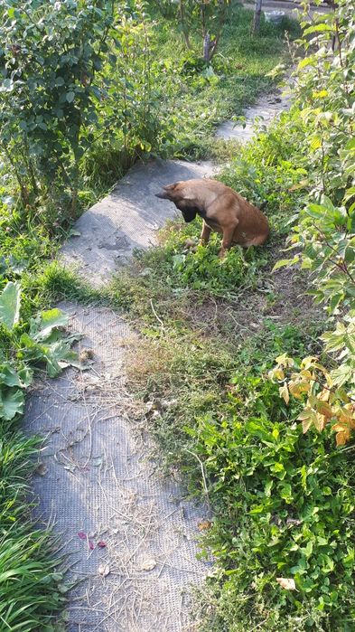 Продам щенков бельгийская  овчарка