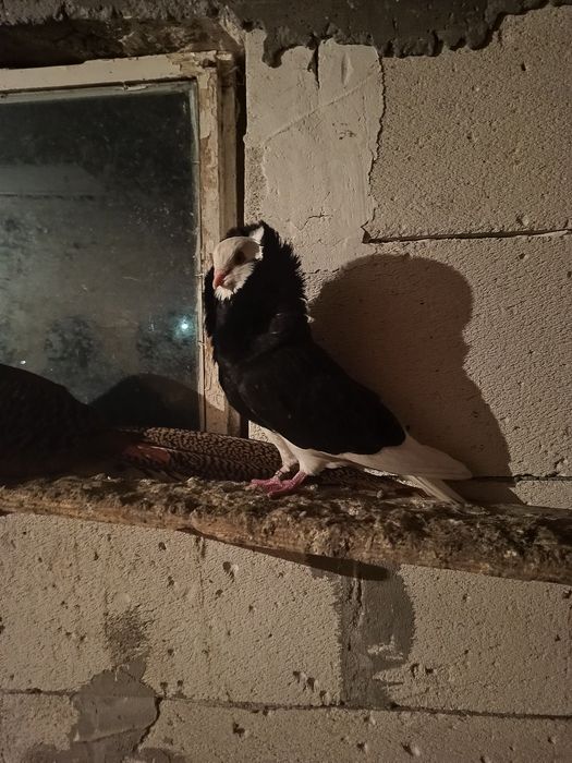 Vând o pereche de porumbei capucini negru lucios