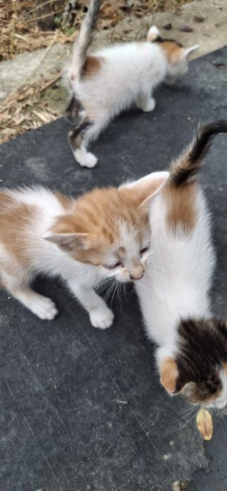 Pisici spre adoptie