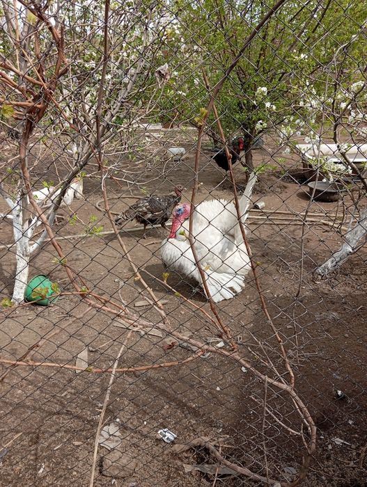 Продам индюка производителя