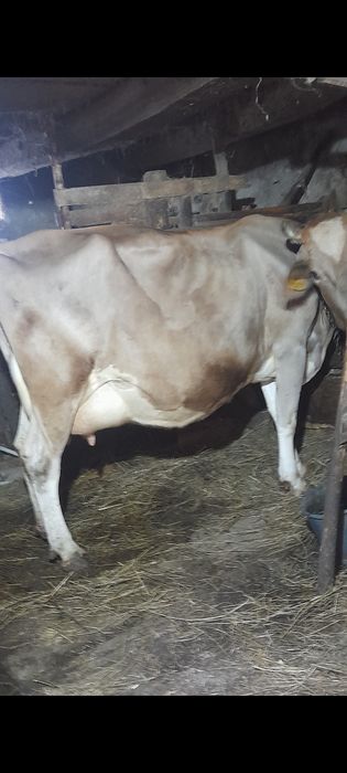 Vaca baltata cu lapte gestanta