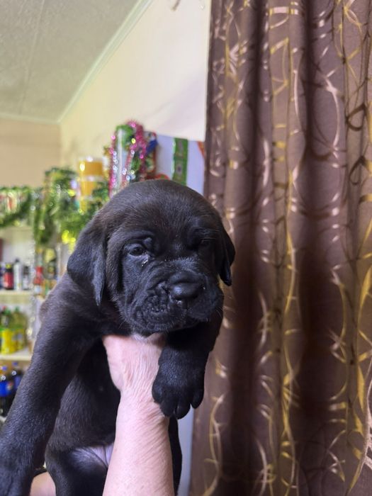 Щенки Коне Корсо продажа