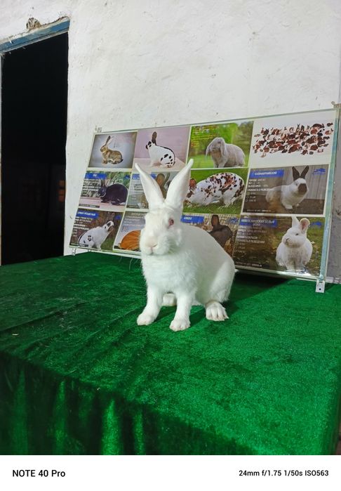 Хикол ( Италия)тоза кон