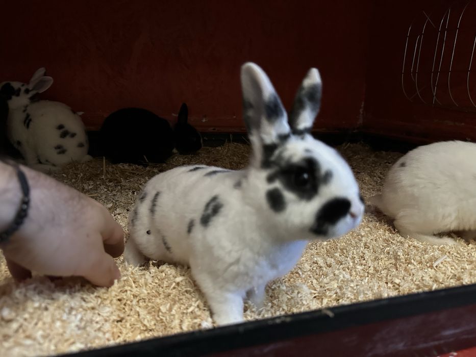 Pui de iepurasi de vanzare