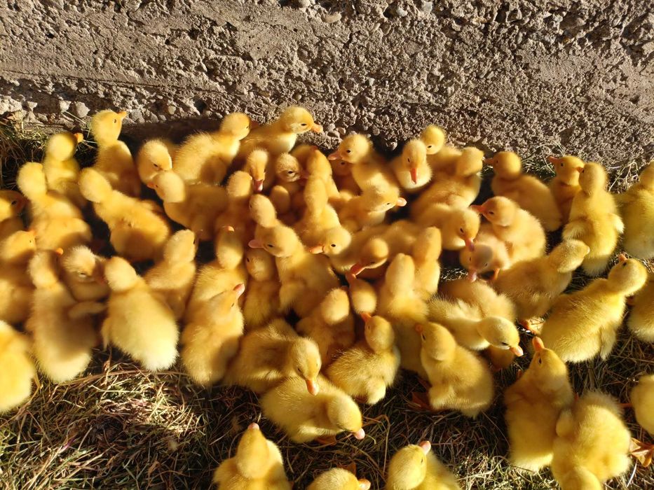 Vând boboci de rațe rasa Pekin