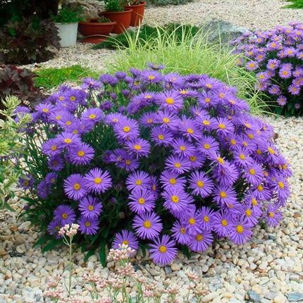 Продам отростки сентябрина