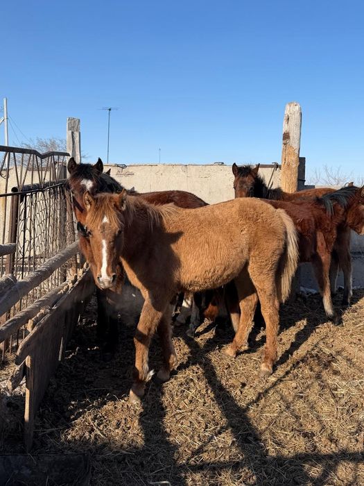 Продам жеребят цена договорная