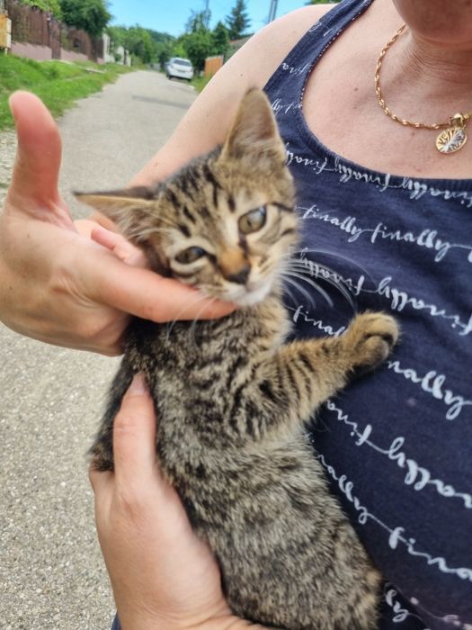 Donez motaneltigrat pentru un stăpân iubitor de animale