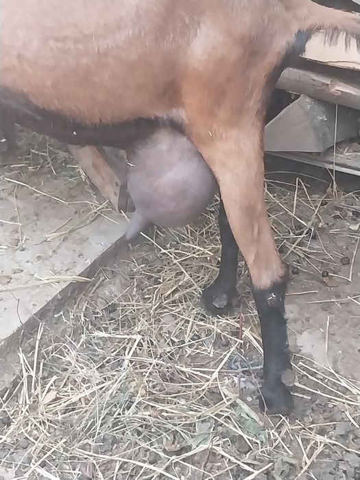 Vând capra alpina franceză